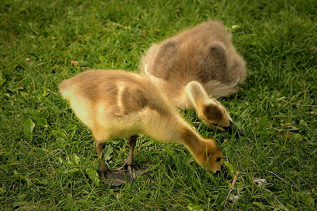 640px-Goslings-Hawrelak-Park-Edmonton-Alberta-Canada-01-A