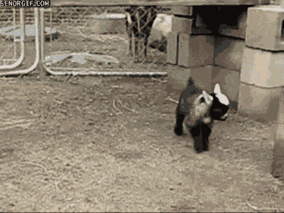 Baby goat tripping