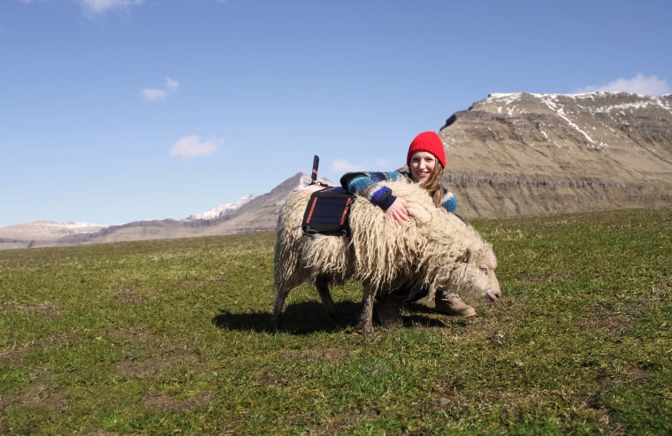 Faroe Islands sheep Durita