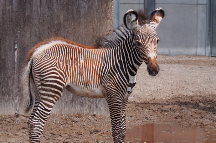 zebra filly