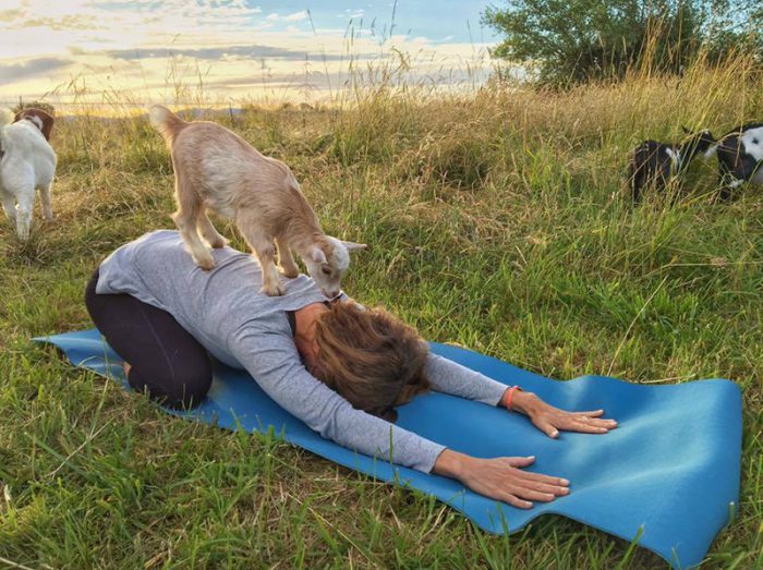 goat yoga