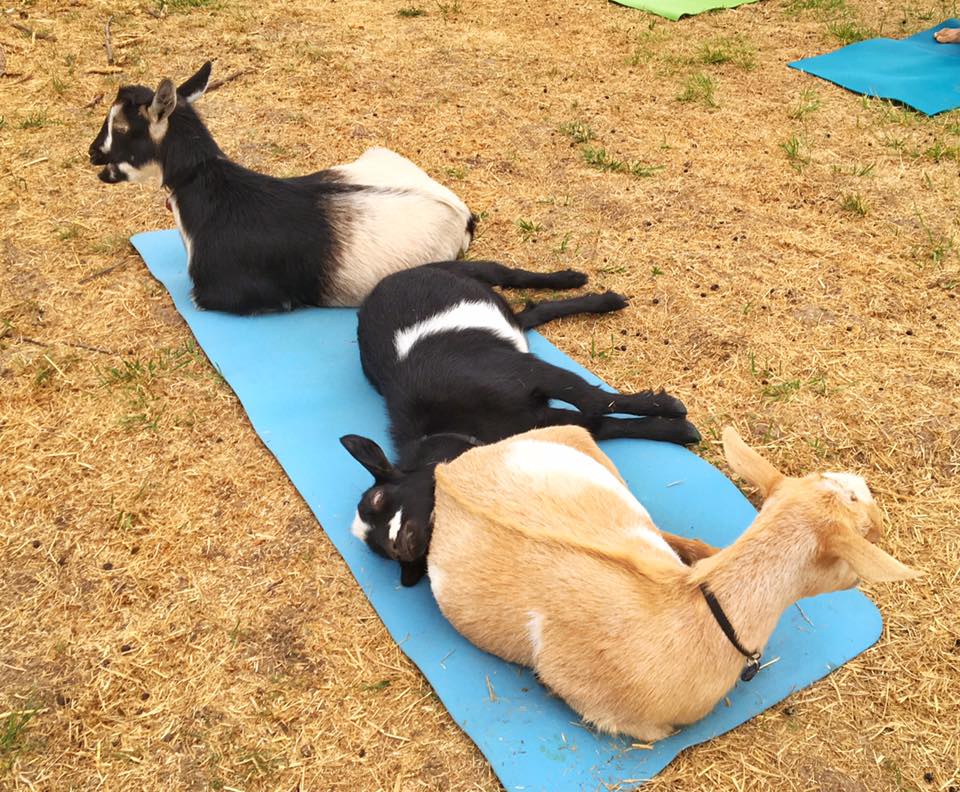 goat yoga