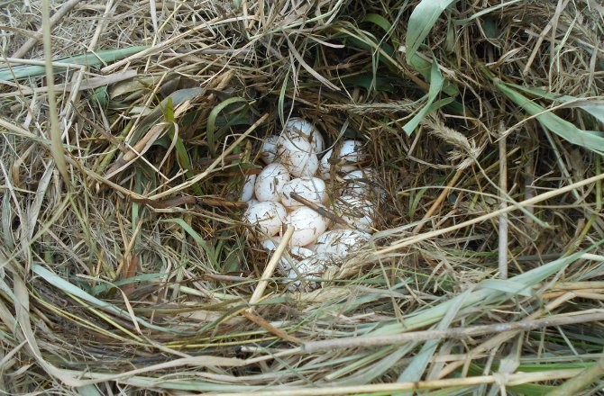 chinese alligator eggs