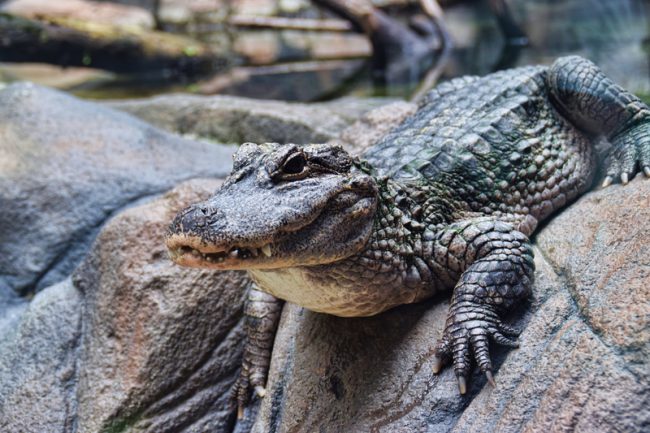 chinese alligator