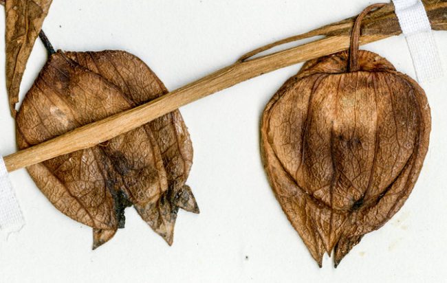 tomatillo dried fruit