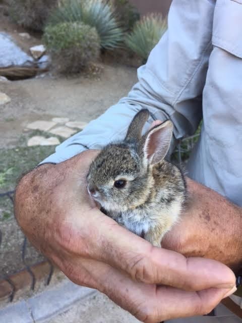 tortoise bunny