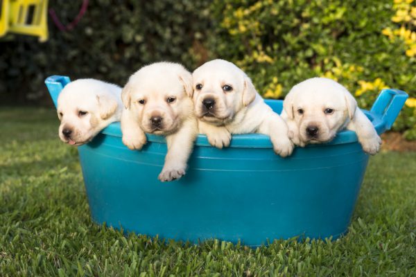 puppies in a bathtub