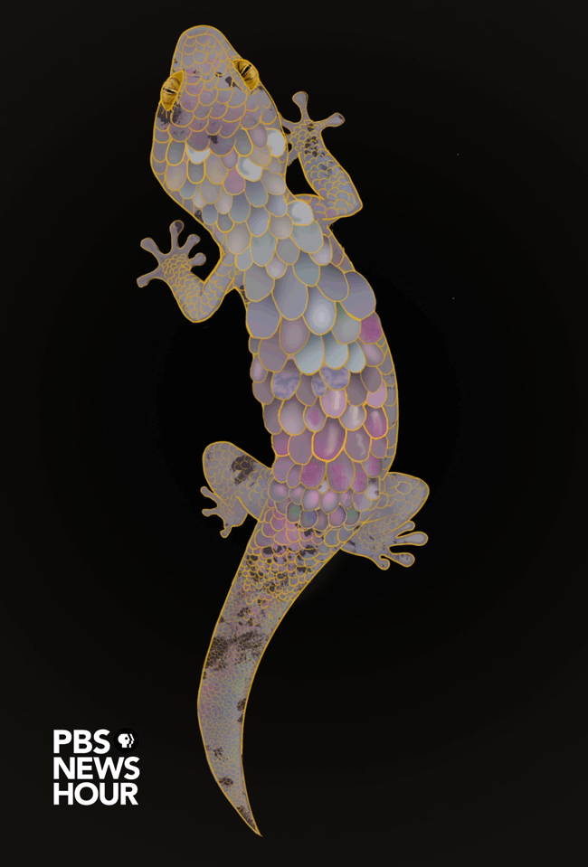 gecko shedding scales