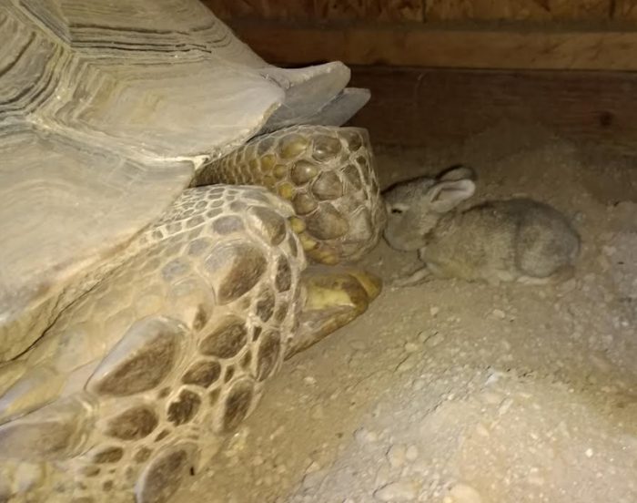 tortoise bunny