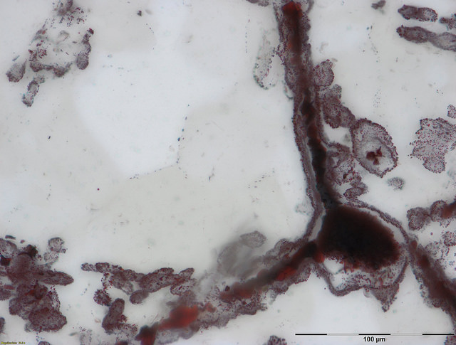 microfossils fossils quebec