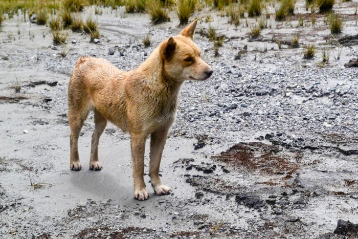 dog new guinea highland wild dog