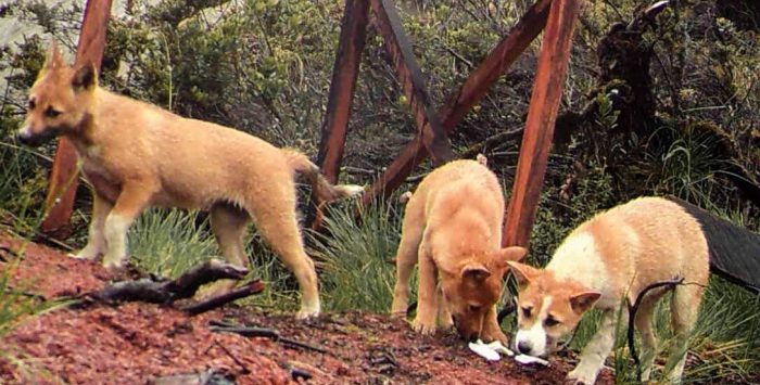 dog new guinea highland wild dog