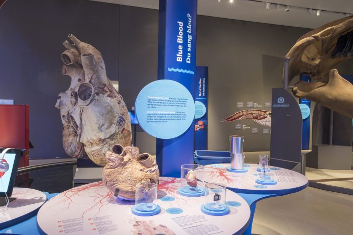 New blue whale exhibit opens at the ROM - Owl Connected