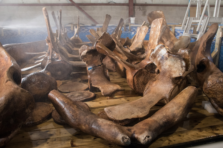 Whale bone cleaning : r/bonecollecting