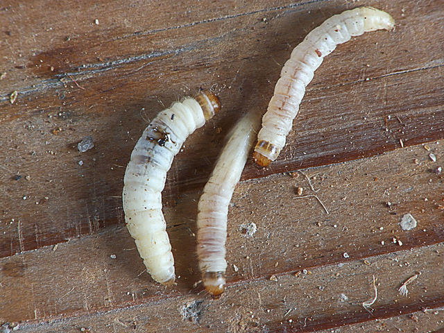 Wonderful wax worms can eat plastic! - Owl Connected