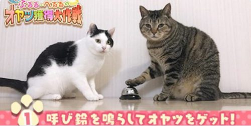 japanese cat bell