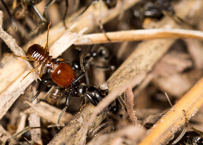 ants termite