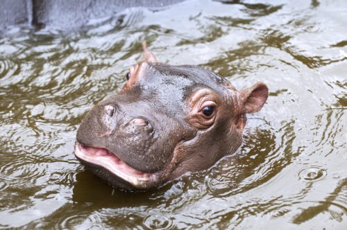 Baby hippo in water