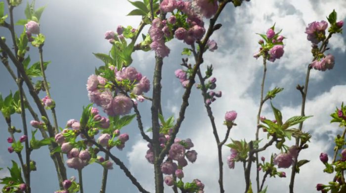 flower cherry blossoms