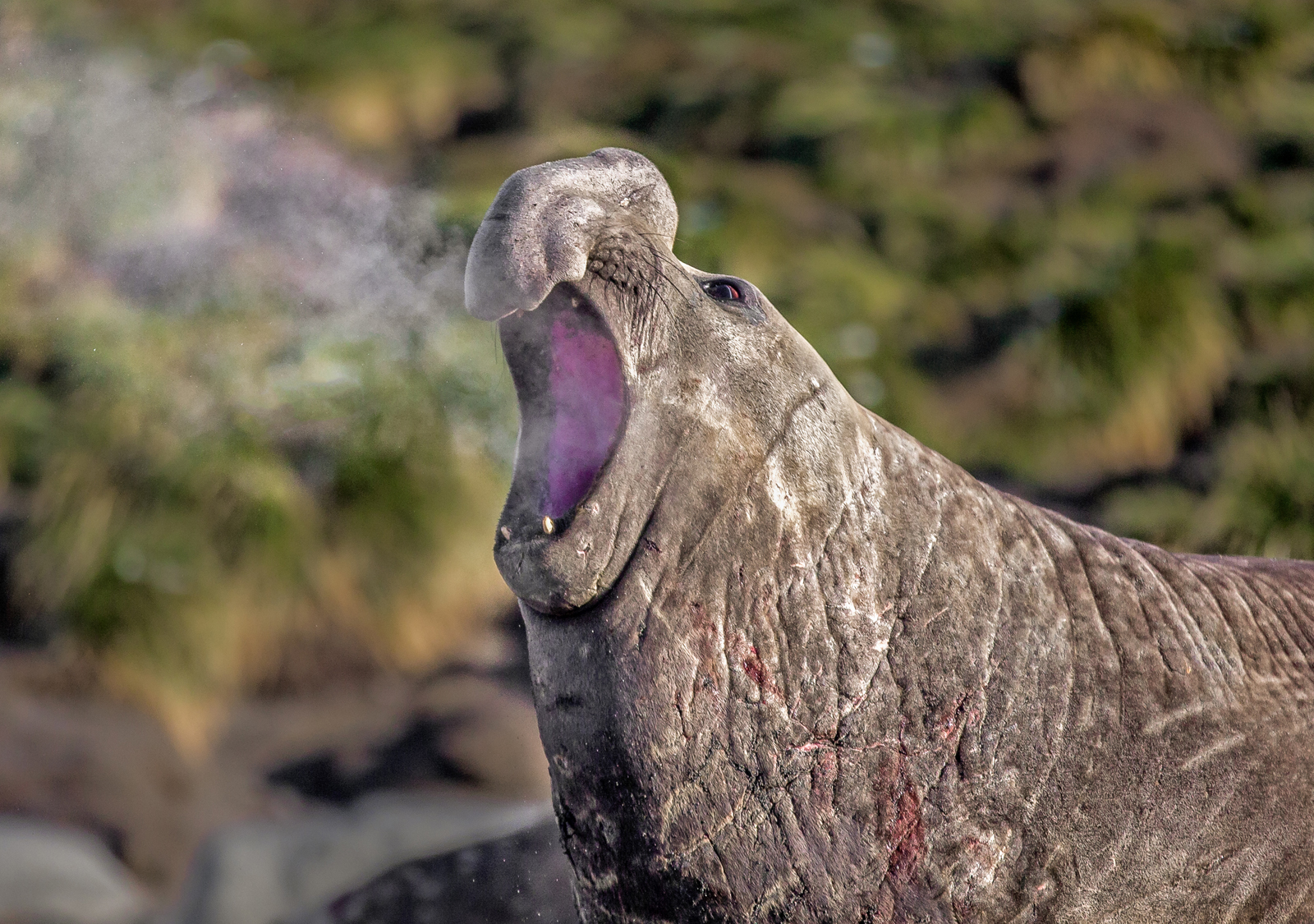 elephant seal