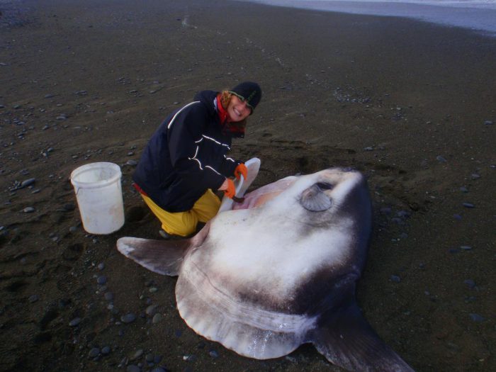 01-sunfish-new-zealand-hoodwinker.adapt.1190.1