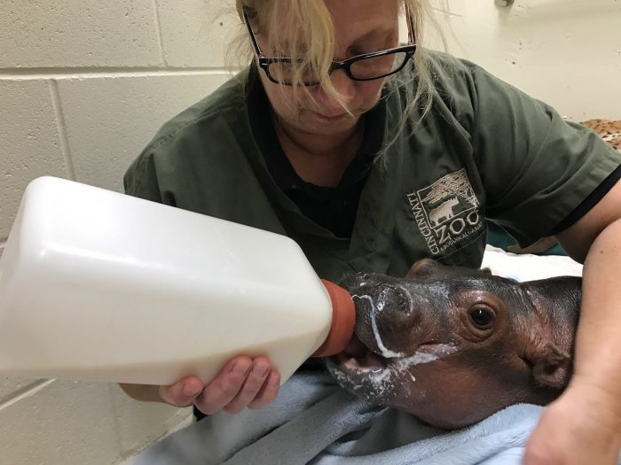 fiona the hippo milk