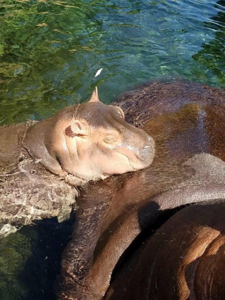 fiona the hippo outside