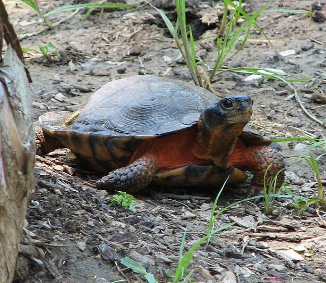 Wood endangered Turtle