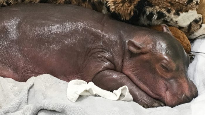 Fiona the hippo asleep