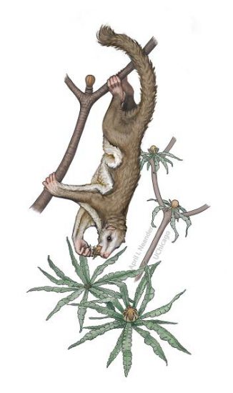 gliding mammals image_5120-Maiopatagium-furculiferum