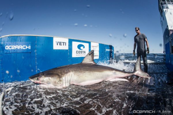 hilton great white shark