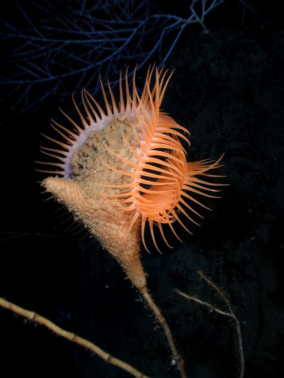 Flytrap sea anemone