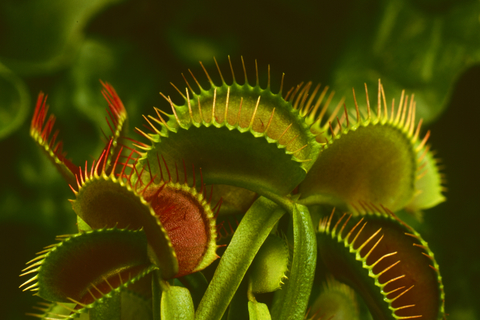 Venus flytrap