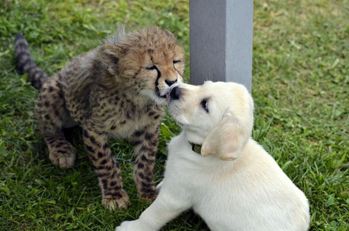 cheetahs dogs 2