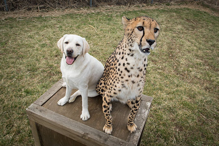 cheetahs dogs 3