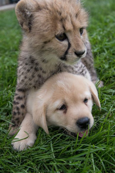 cheetahs dogs 4