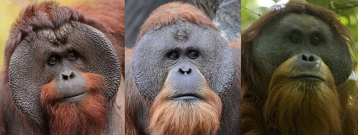 tapanuli orangutan