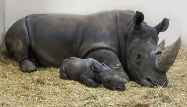 white-baby rhino-calf