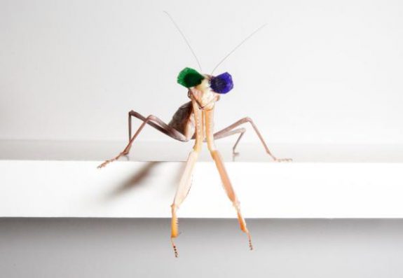 praying mantis