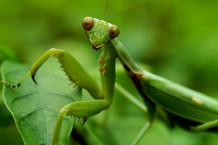 praying mantis