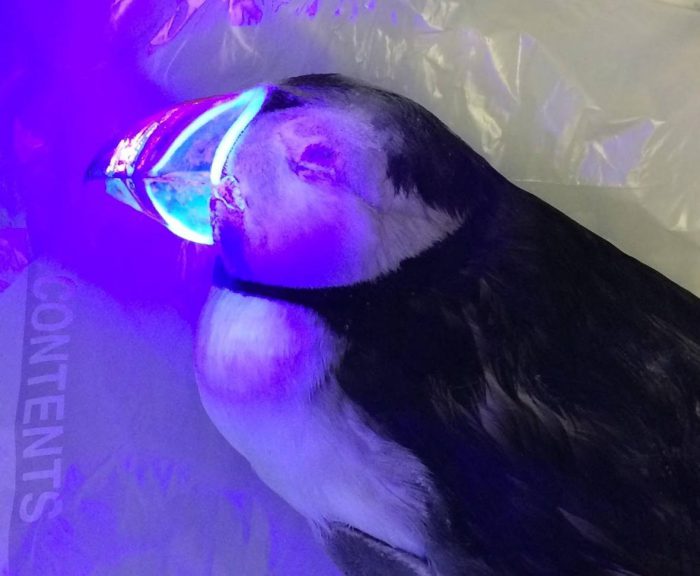 light-up puffins -beak