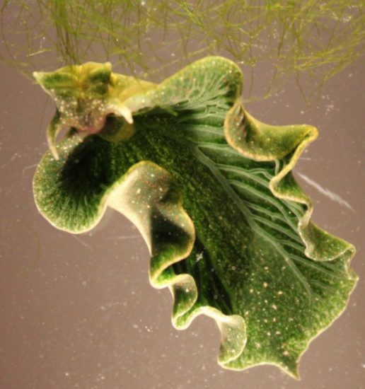 elysia sea slug