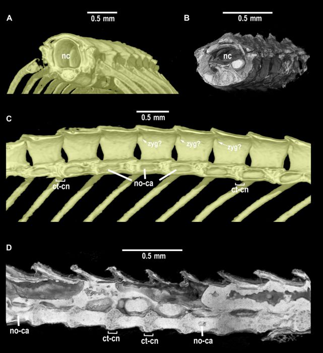 baby snake fossil