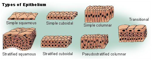 scutoid epithelium