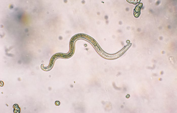 roundworms