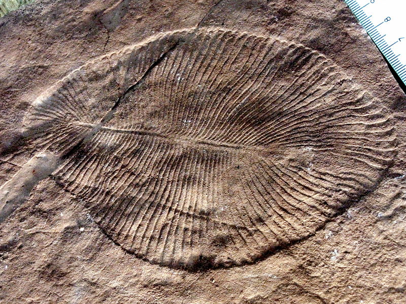 earliest known animal DickinsoniaCostata