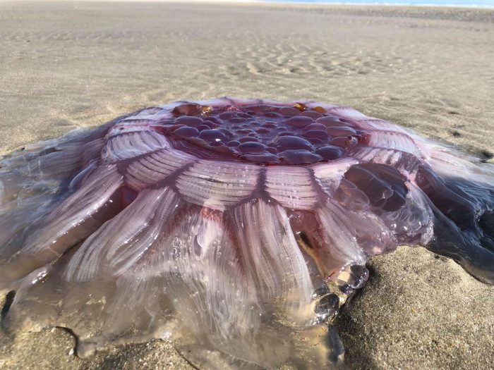 lion's mane jellyfish