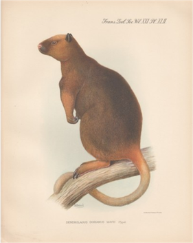 wondiwoi tree kangaroo