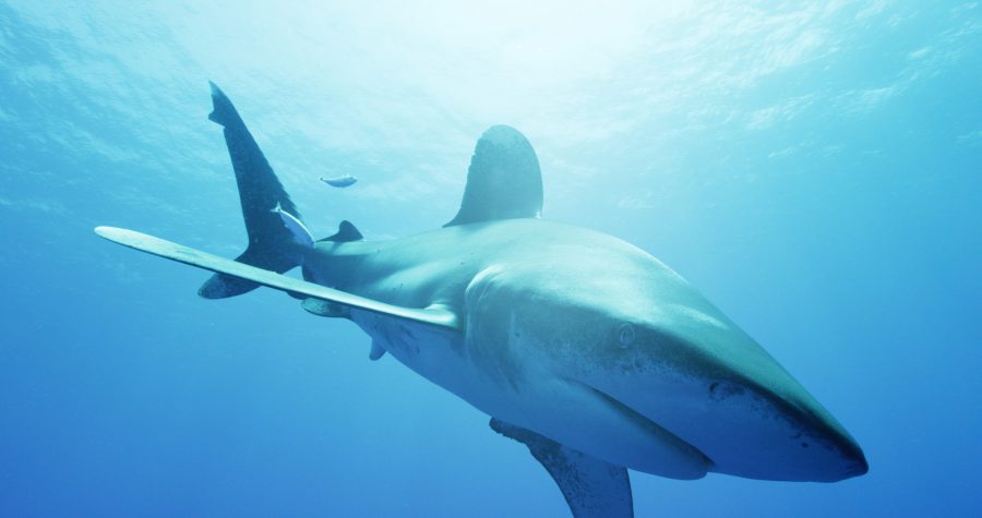 Oceanic white tip shark