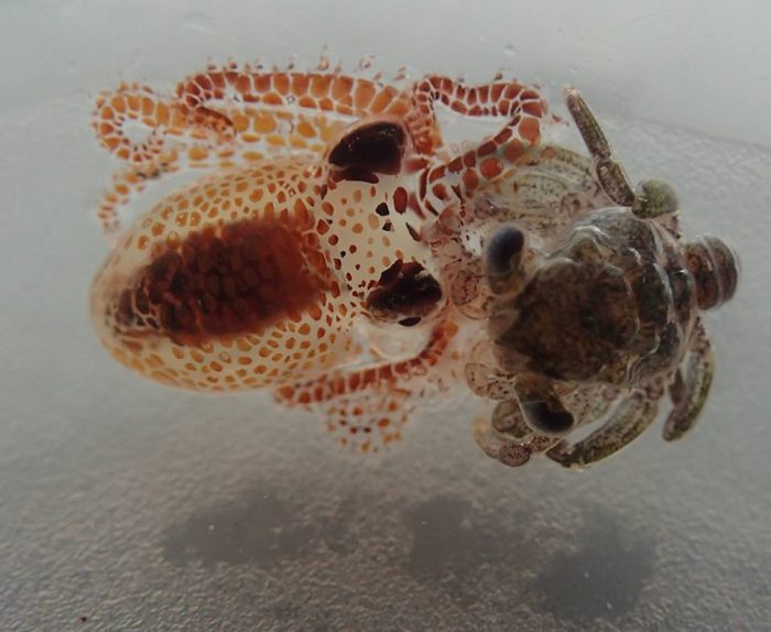 baby octopus eating baby crab